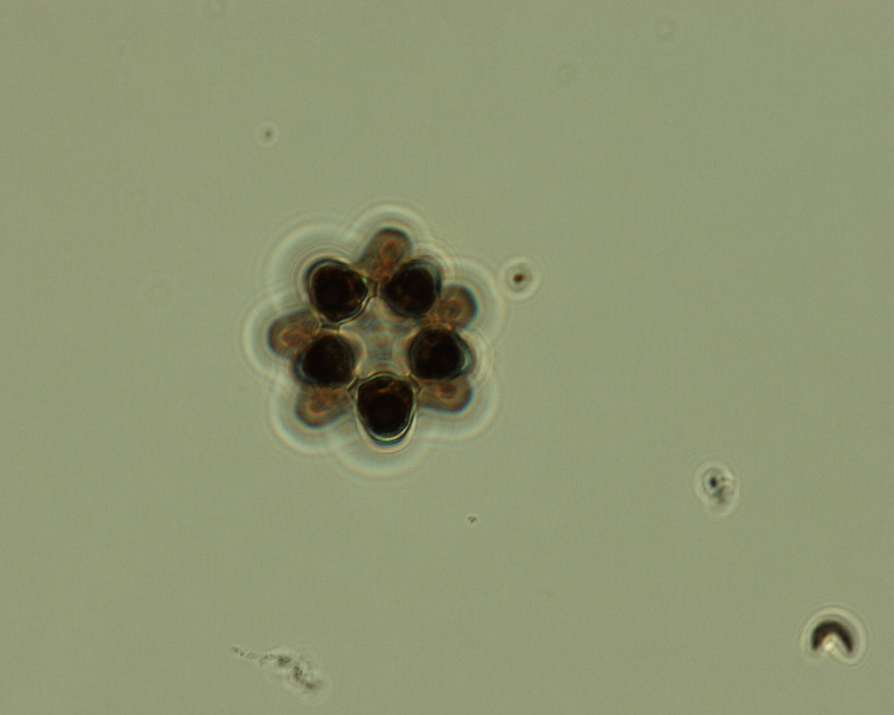 Dictyocha speculum